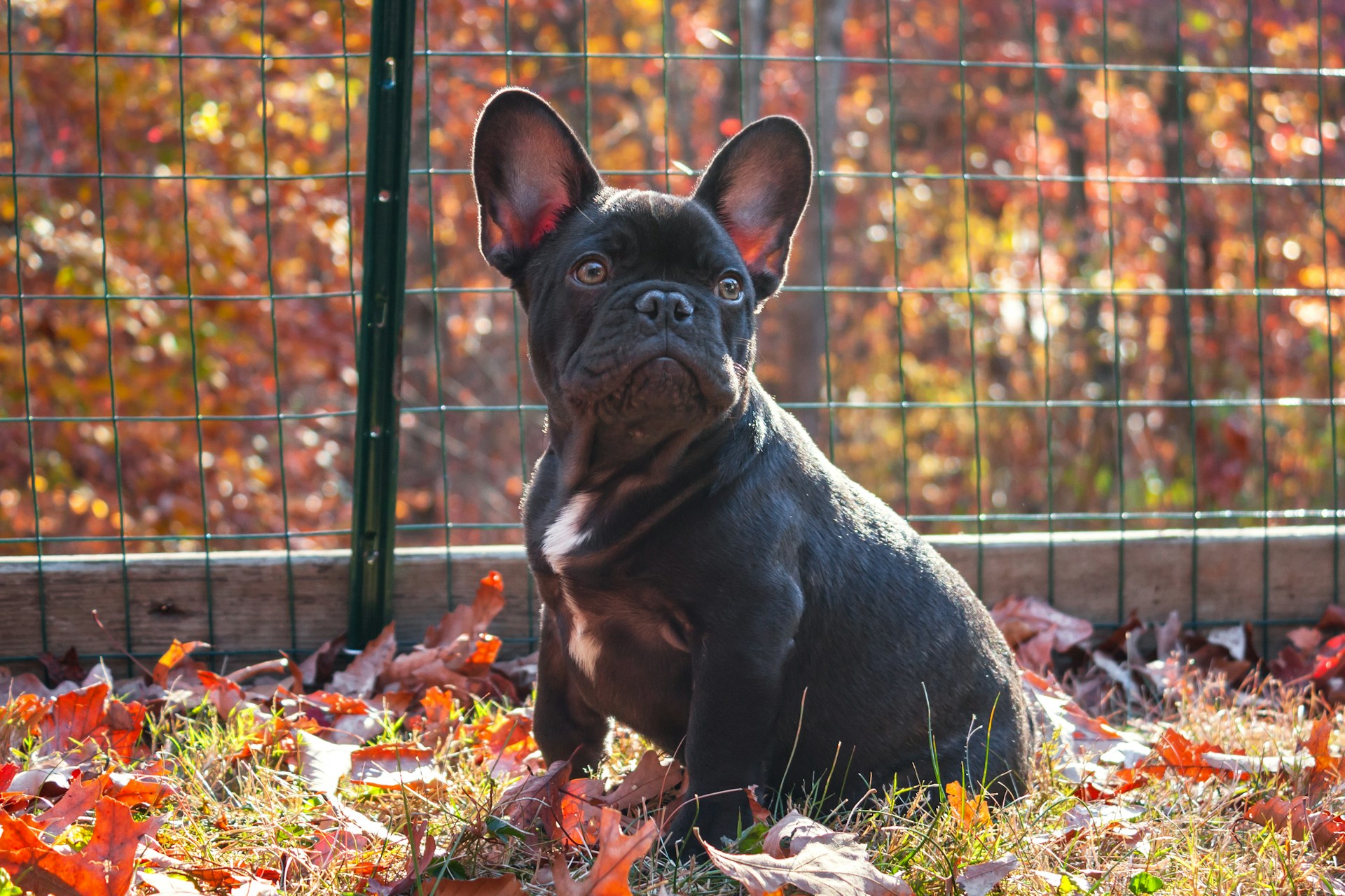 chocolate french bulldog sitting on the grass