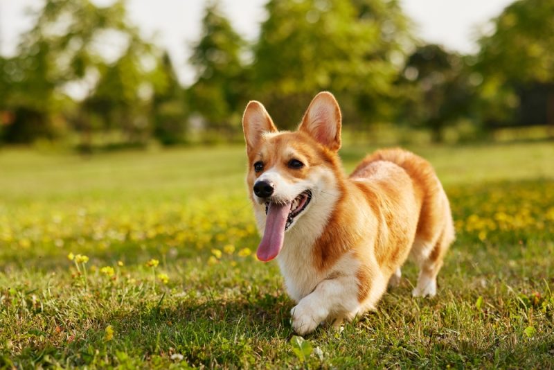 corgi dog walking in the park