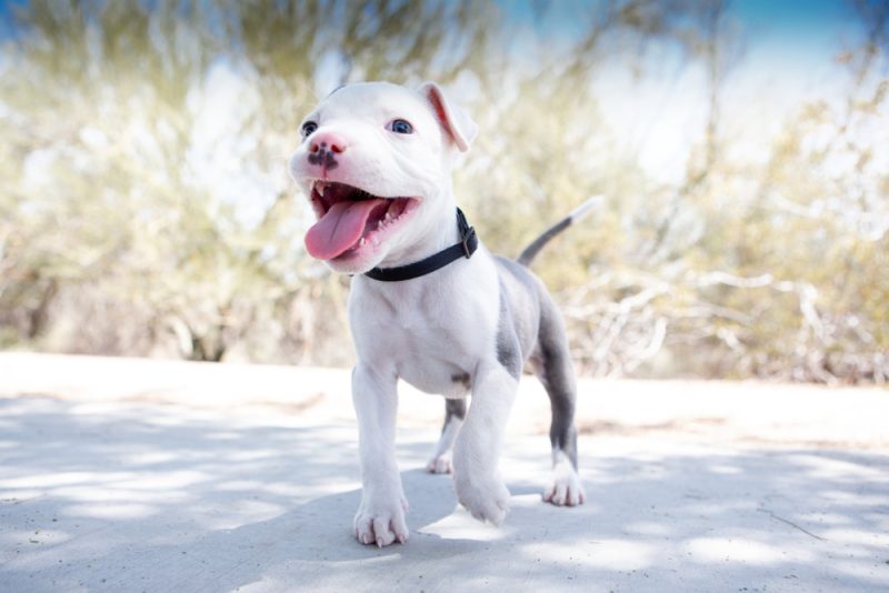 cute Pitbull Terrier puppy