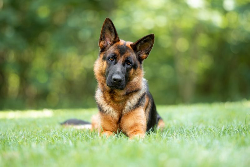 german shepherd dog lying on grass