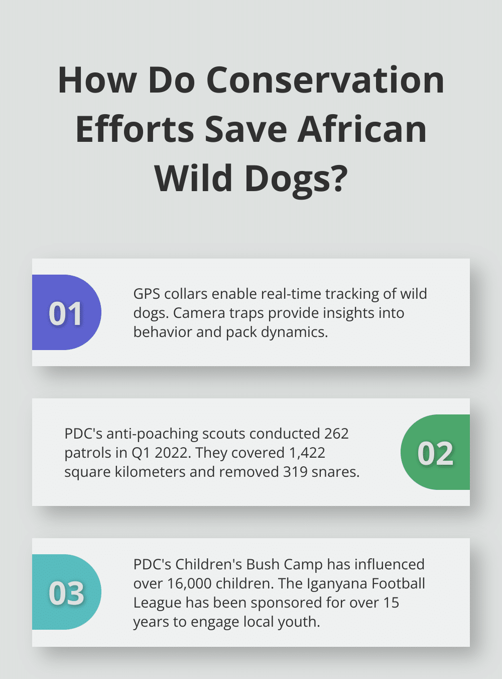 Infographic: How Do Conservation Efforts Save African Wild Dogs? - african wild dog news