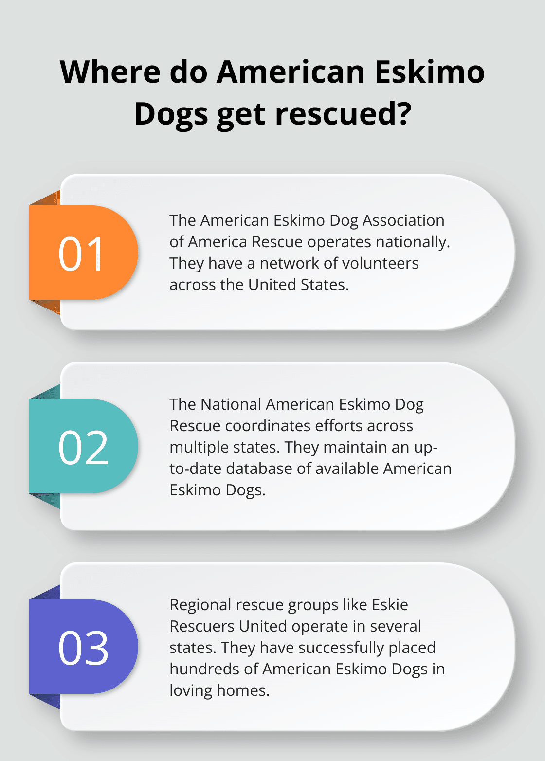 Infographic: Where do American Eskimo Dogs get rescued? - american eskimo dog adoption