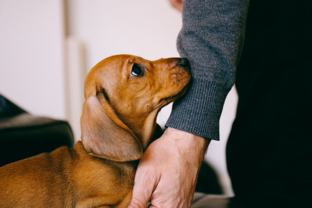 owner touching his dachshund puppy