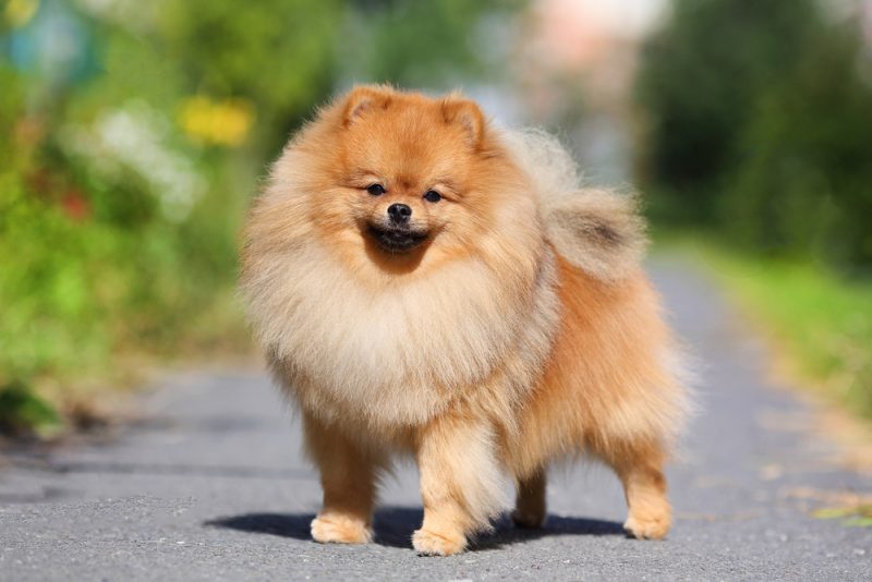 pomeranian dog standing on a walkway