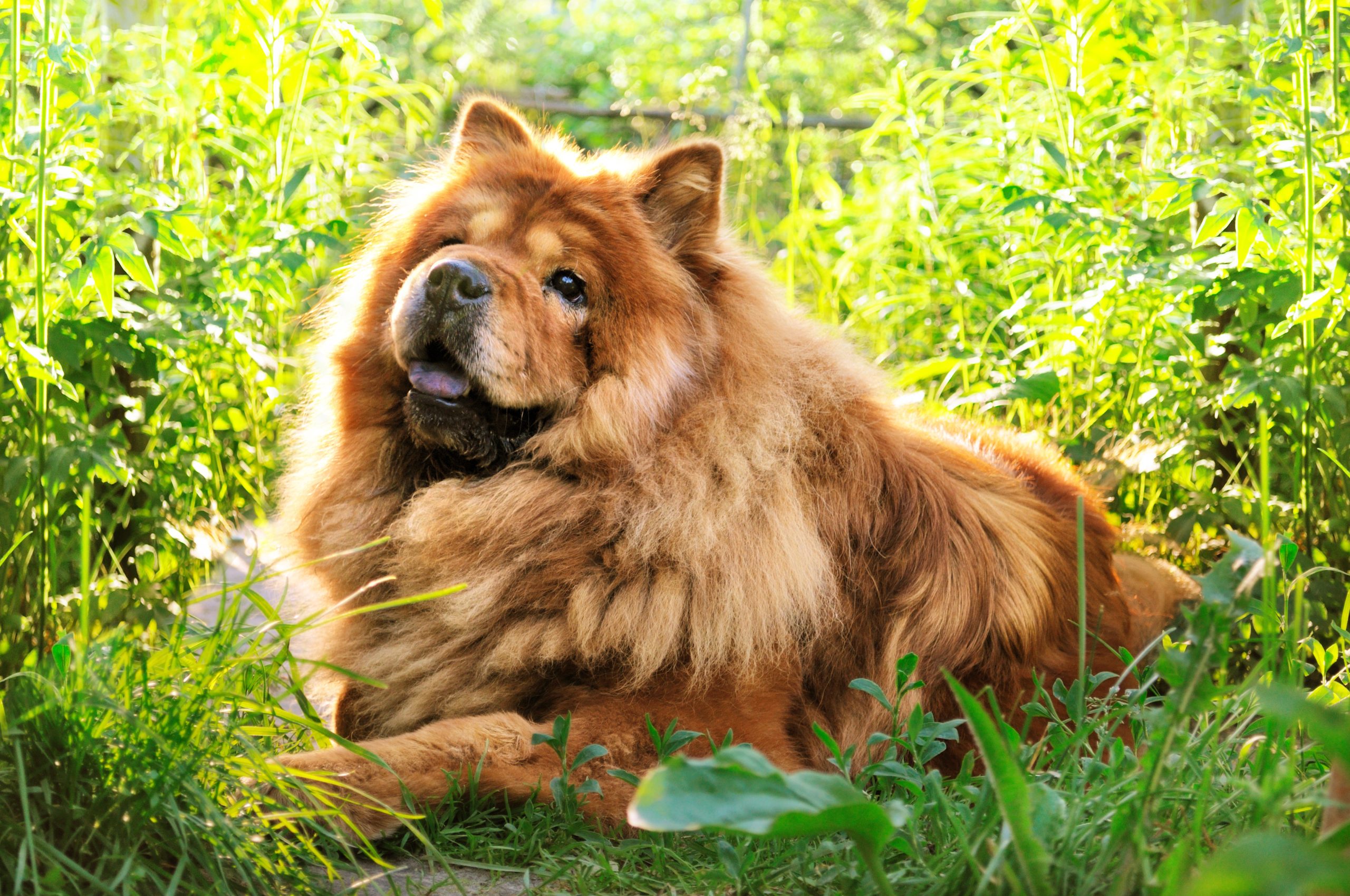 portrait of dog chow-chow on natural background