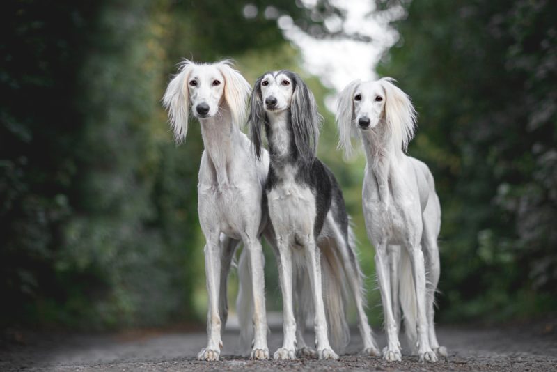 three Saluki dogs in the park