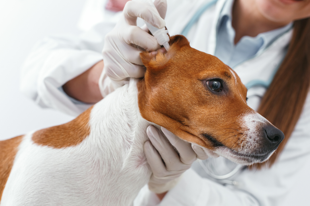 vet applying ear drops to a dog