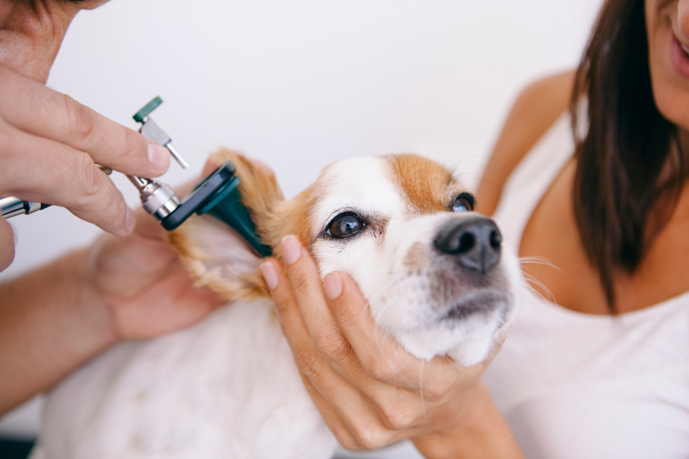 vet doing an ear exam to a dog