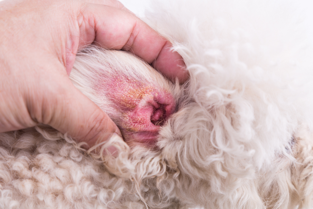 vet showing lichenification in dog